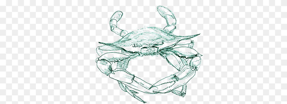 Blue Crab Sketch Of A Crab, Person, Art, Food, Seafood Png Image
