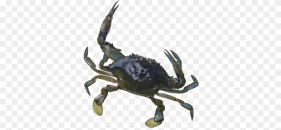 Blue Crab Super Grow Eggs, Food, Seafood, Animal, Invertebrate Png