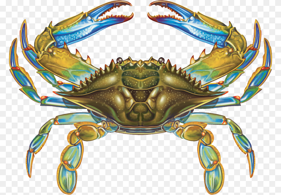 Blue Crab Vector, Food, Seafood, Animal, Invertebrate Png Image