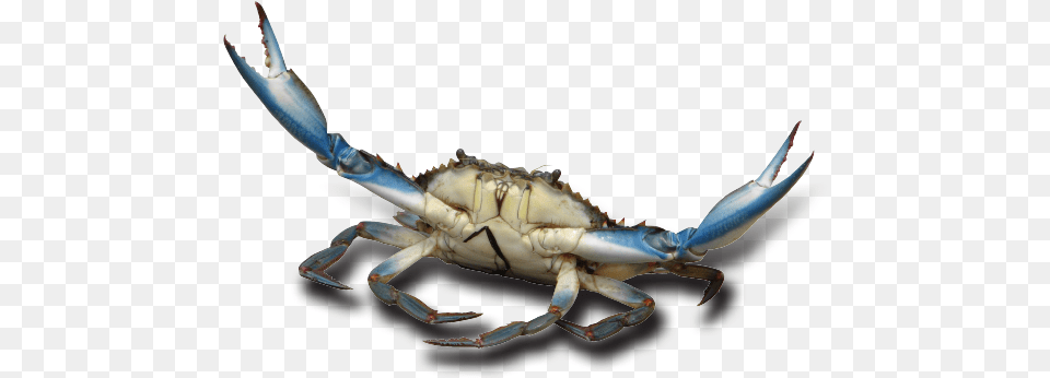 Blue Crab With Background, Animal, Food, Invertebrate, Sea Life Free Png