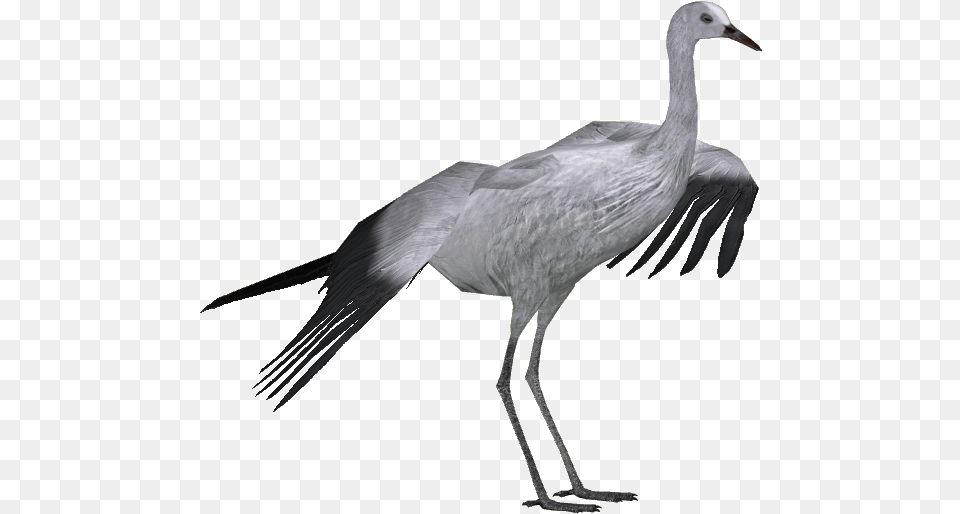 Blue Crane Adult Wiki, Animal, Bird, Crane Bird, Waterfowl Free Png Download