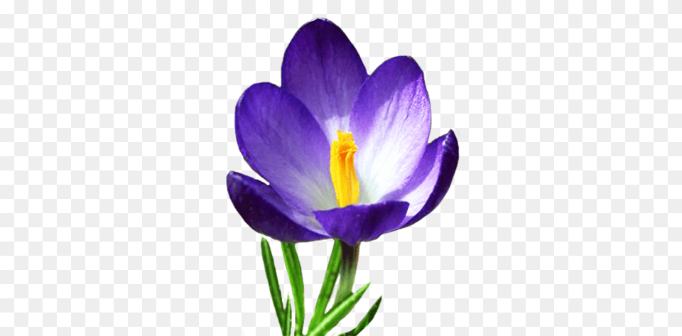 Blue Crocus In Spring Clip Art Spring Flowers, Plant, Flower, Anther, Petal Free Png Download