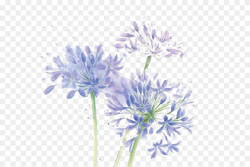 Blue Cut Watercolor Chrysanthemum Design Floral Flowers Watercolor Transparent Flower Purple, Plant, Agapanthus Png Image