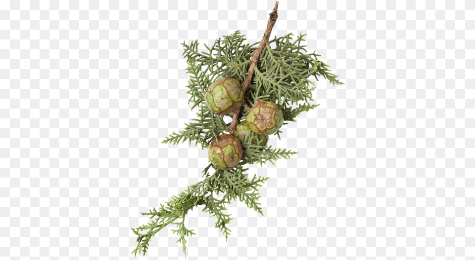 Blue Cypress Tree, Food, Nut, Plant, Produce Free Png