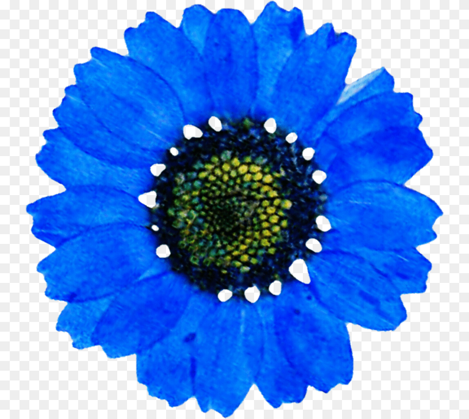 Blue Daisy, Anemone, Plant, Flower, Petal Png Image