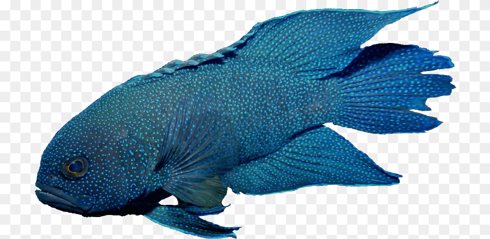Blue Devil Fish Blue Devil Fish, Animal, Sea Life, Aquatic, Water Free Transparent Png