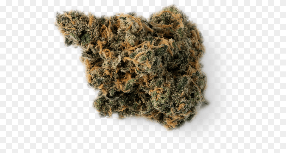 Blue Dream Wool, Plant, Weed Png Image