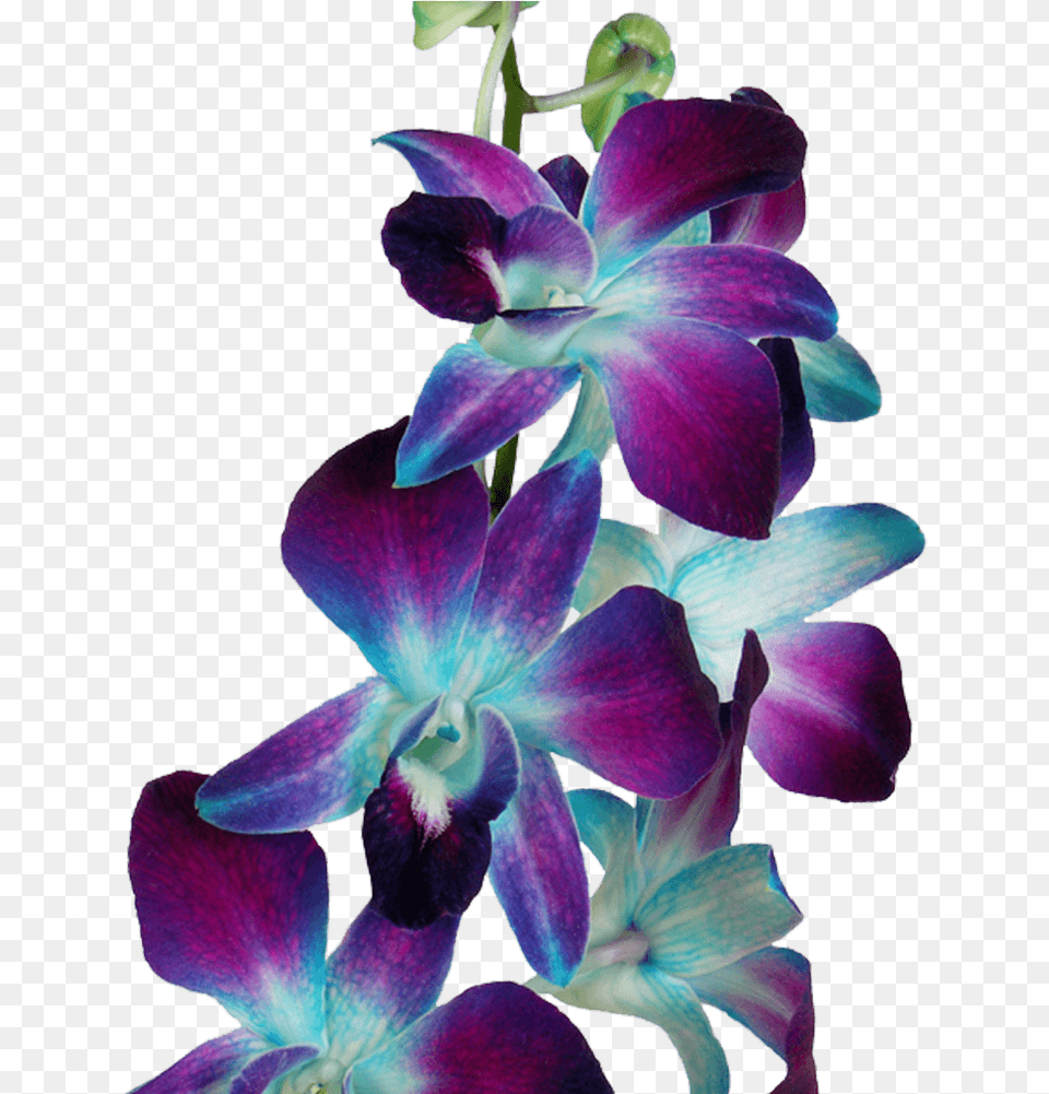 Blue Dyed Orchids Flowers For Sale Online Blue And Pink Orchids, Flower, Orchid, Plant Free Transparent Png