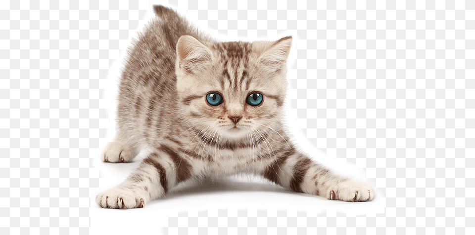 Blue Eyed Cat Petstages Green Magic Boomerang Buddy Cat Toy, Animal, Kitten, Mammal, Manx Free Png