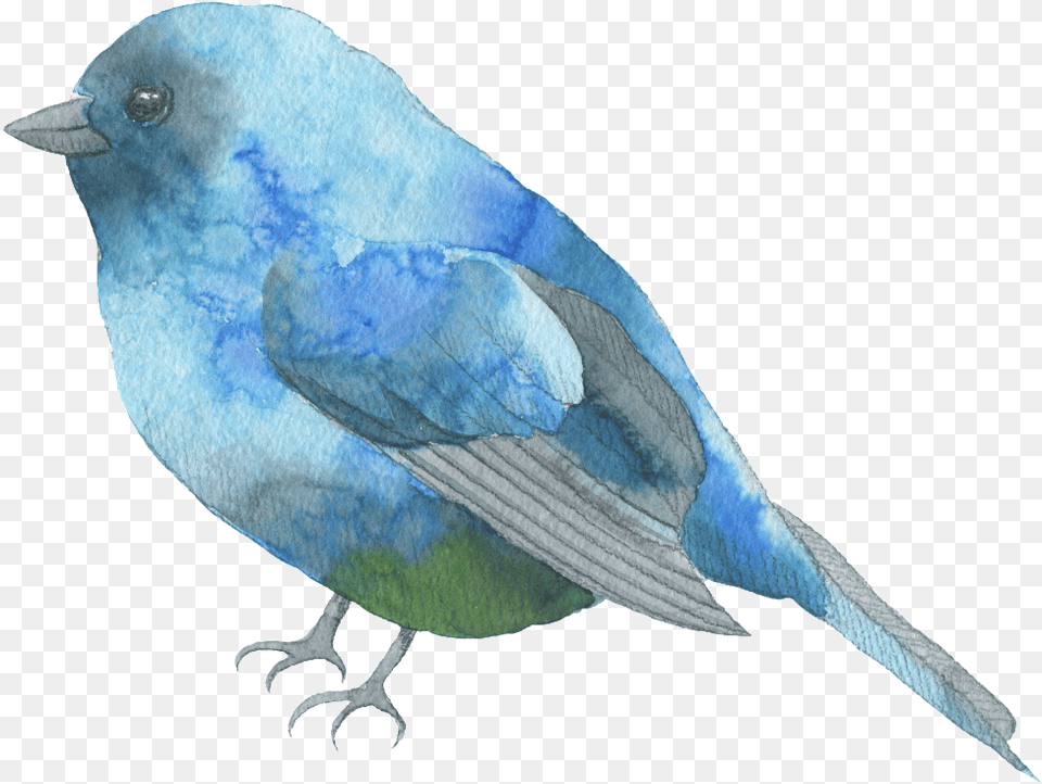 Blue Feather Bird Watercolor Decorative Blue Bird Journal Book, Animal, Jay, Bluebird Free Transparent Png