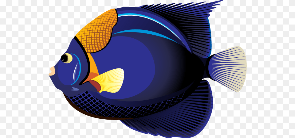Blue Fish Clipart, Angelfish, Animal, Sea Life, Baby Free Transparent Png