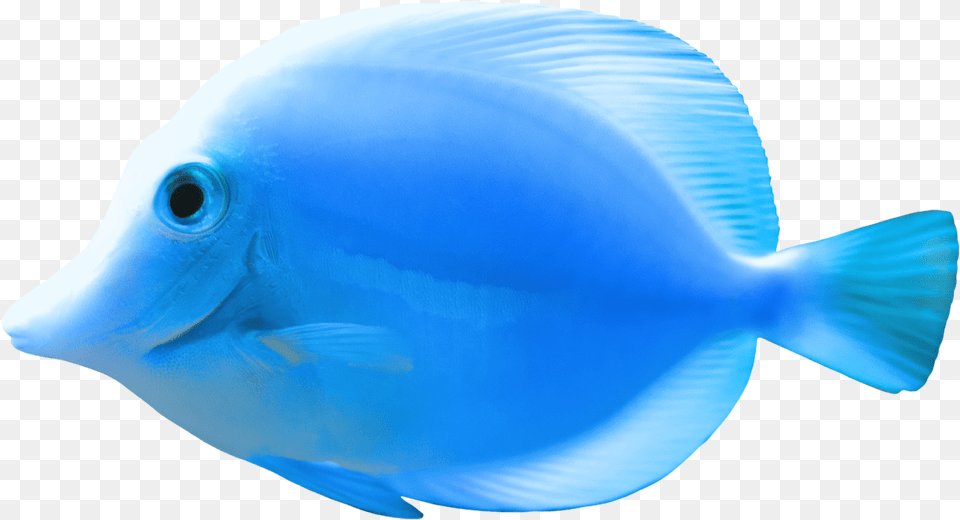 Blue Fish Clipart Beautiful Blue Fish, Animal, Sea Life, Surgeonfish Free Transparent Png