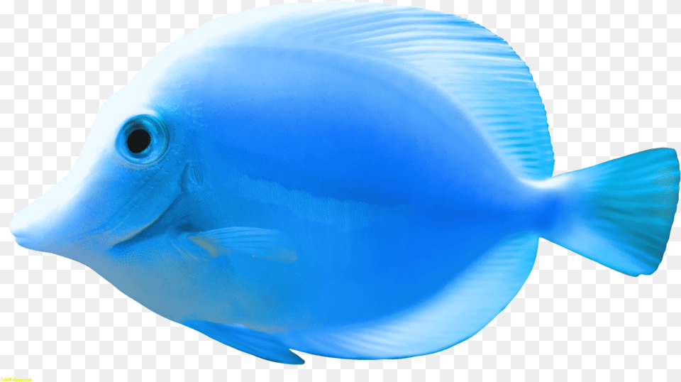 Blue Fish Clipart Best Web Clipart Beautiful Images, Animal, Sea Life, Surgeonfish Free Transparent Png