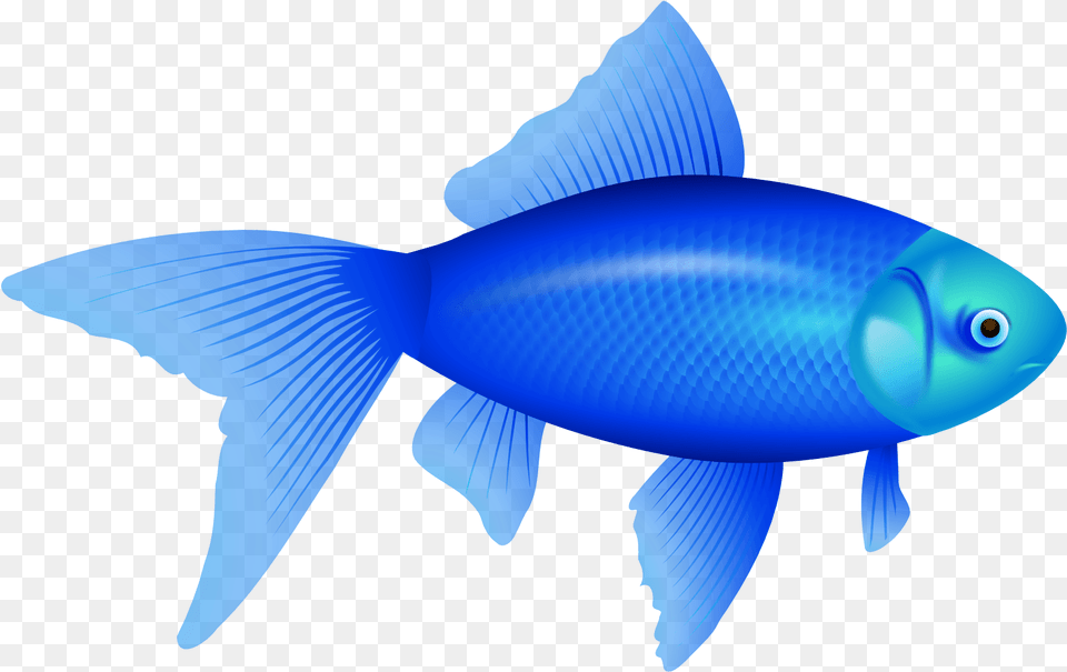 Blue Fish Transparent Background, Animal, Sea Life, Shark Free Png Download