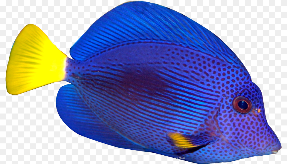 Blue Fish Transparent Clip Art, Animal, Sea Life, Surgeonfish, Angelfish Png Image