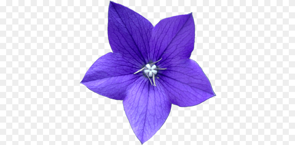 Blue Flower, Petal, Plant, Geranium, Anemone Png Image