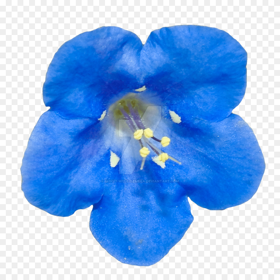 Blue Flower, Petal, Geranium, Pollen, Plant Free Png