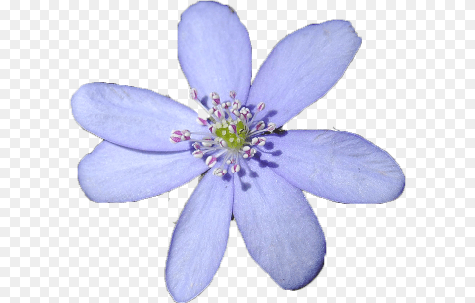 Blue Flower, Anemone, Anther, Geranium, Plant Free Png Download