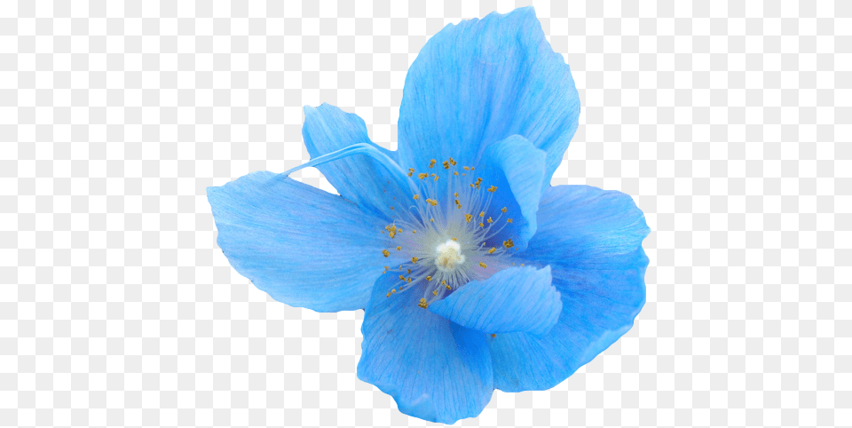Blue Flower Blue Aesthetic Flower, Anemone, Plant, Pollen, Anther Free Transparent Png