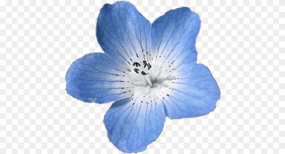 Blue Flower Blue Flower, Anemone, Anther, Geranium, Petal Free Png