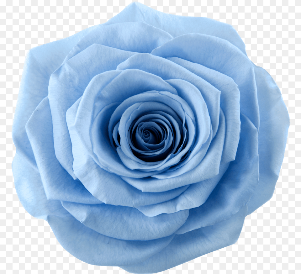 Blue Flower Blue Rose Vippng Sky Blue Garden Colour Rose, Plant, Petal Free Transparent Png