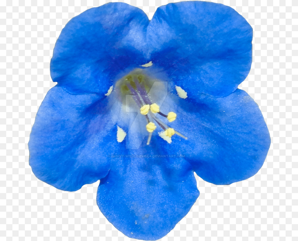 Blue Flower By Bunny With Camera Real Blue Flower, Geranium, Petal, Plant, Pollen Png Image