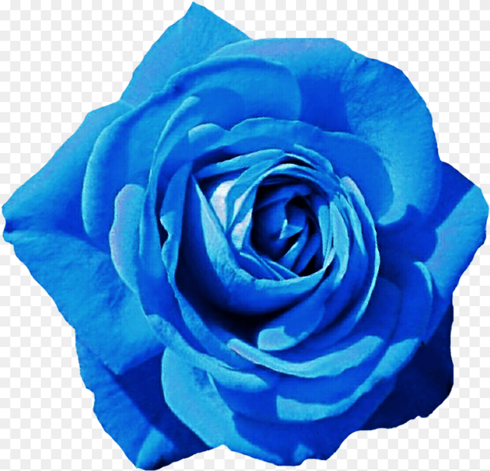 Blue Flower Clipart Skyblue Blue Rose, Plant Free Png