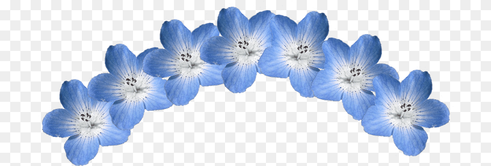 Blue Flower Crown Hydrangea, Anemone, Anther, Geranium, Petal Free Png Download