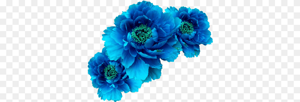 Blue Flower Crown Picture Blue Peony, Carnation, Plant, Dahlia Free Png