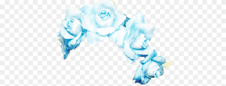 Blue Flower Crown Transparent Blue Flower Crown Transparent, Rose, Plant, Adult, Wedding Png