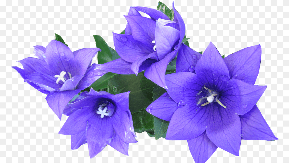 Blue Flower Cut Out Blue, Geranium, Plant, Petal Free Png Download