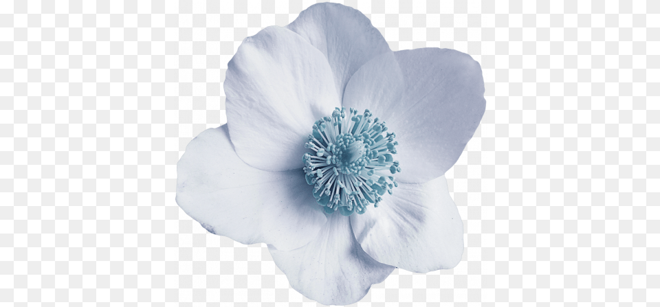 Blue Flower Graphic By Cathrine Blan Pixel Scrapper Corn Poppy, Anemone, Anther, Pollen, Plant Free Transparent Png