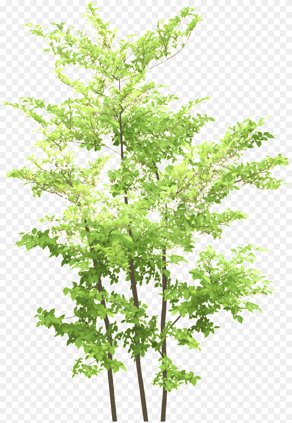 Blue Flower Tree Transparent Portable Network Graphics, Green, Leaf, Plant, Fern Png