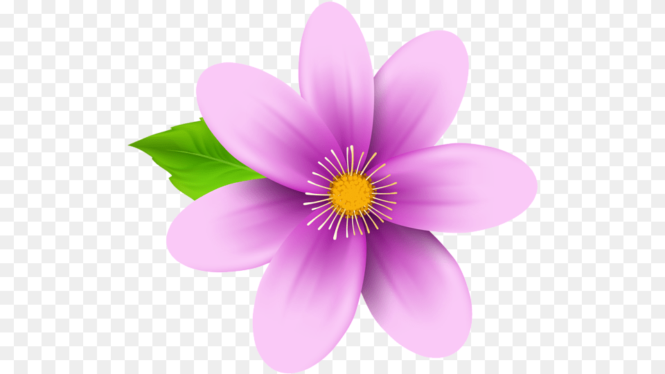 Blue Flower Wallpaper, Anemone, Anther, Daisy, Petal Free Png