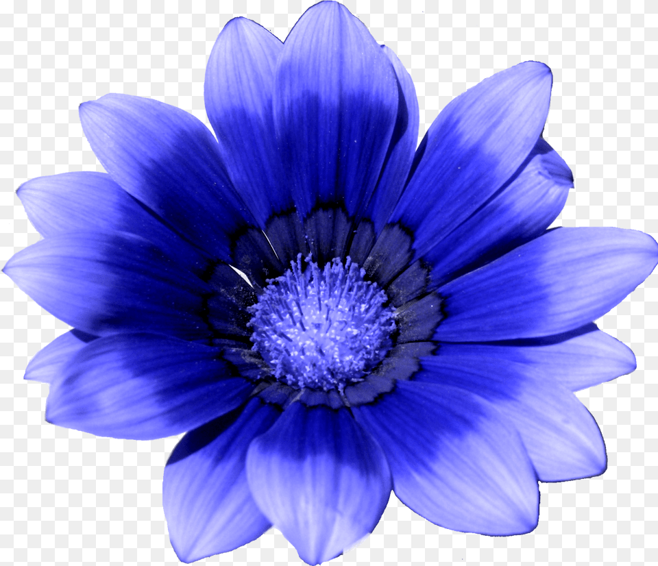 Blue Flower White Cornflower Cornflower, Plant, Anemone, Daisy, Pollen Free Png Download