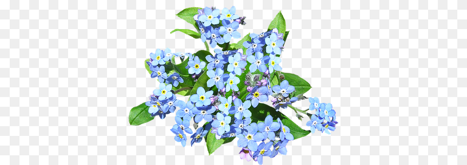 Blue Flowers Flower, Plant, Geranium, Flower Arrangement Free Transparent Png