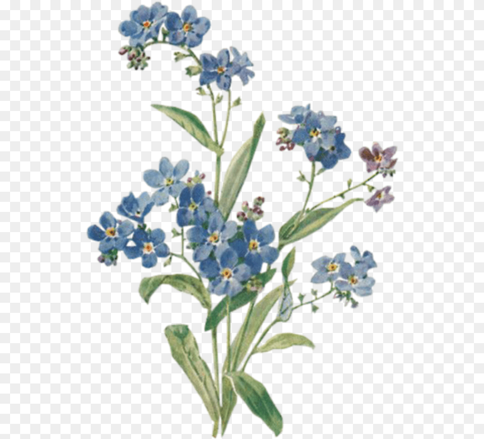 Blue Flowers Background Aesthetic U2013 Ardusatorg Brandy Melville Sticker, Anemone, Flower, Petal, Plant Free Png Download
