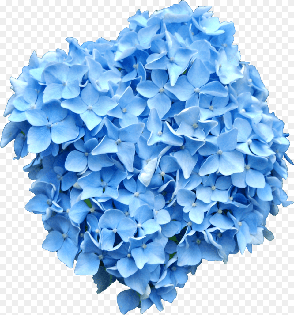 Blue Flowers Blue Hydrangea, Plant, Flower, Paper, Geranium Png