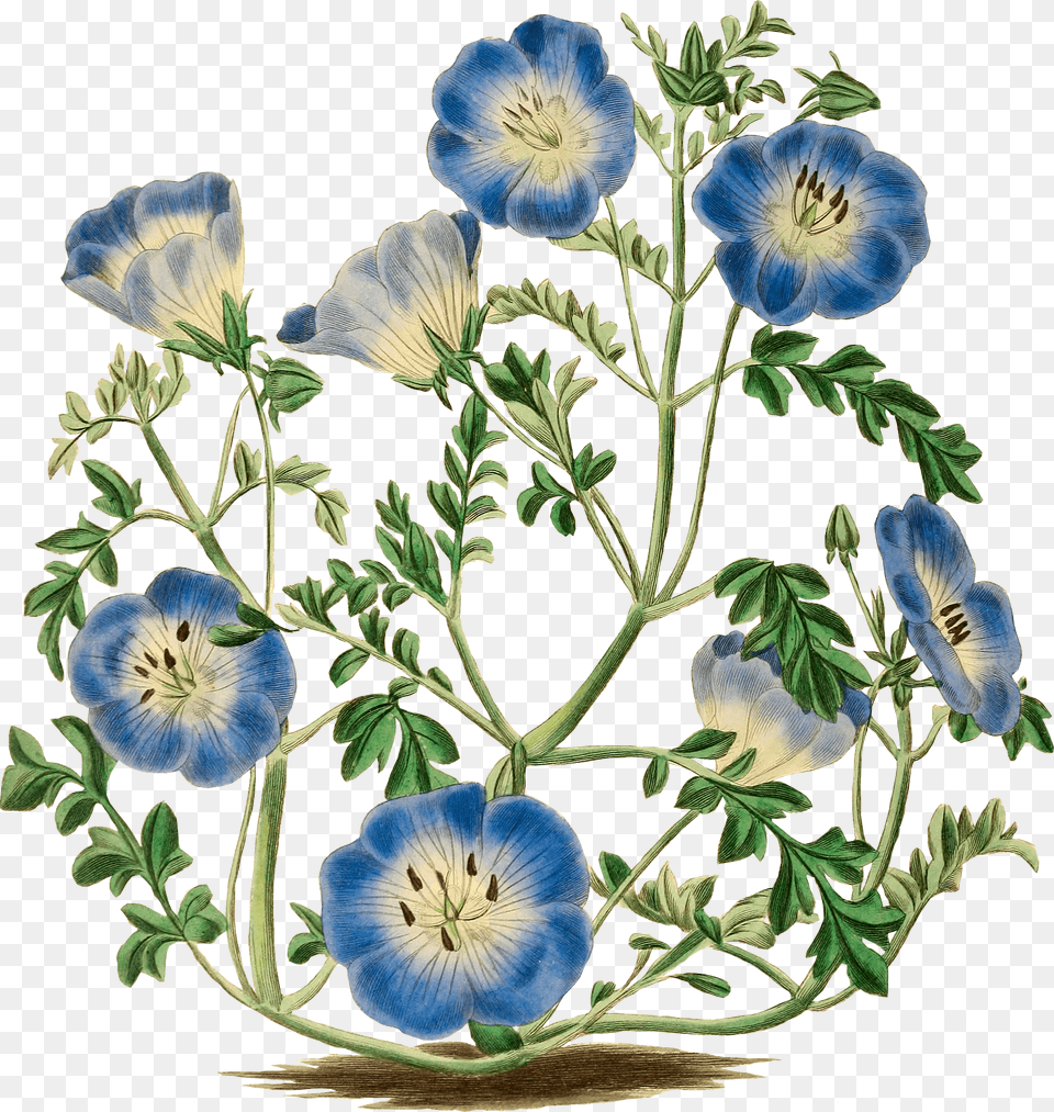 Blue Flowers Clipart, Plant, Flower, Geranium, Anemone Png Image