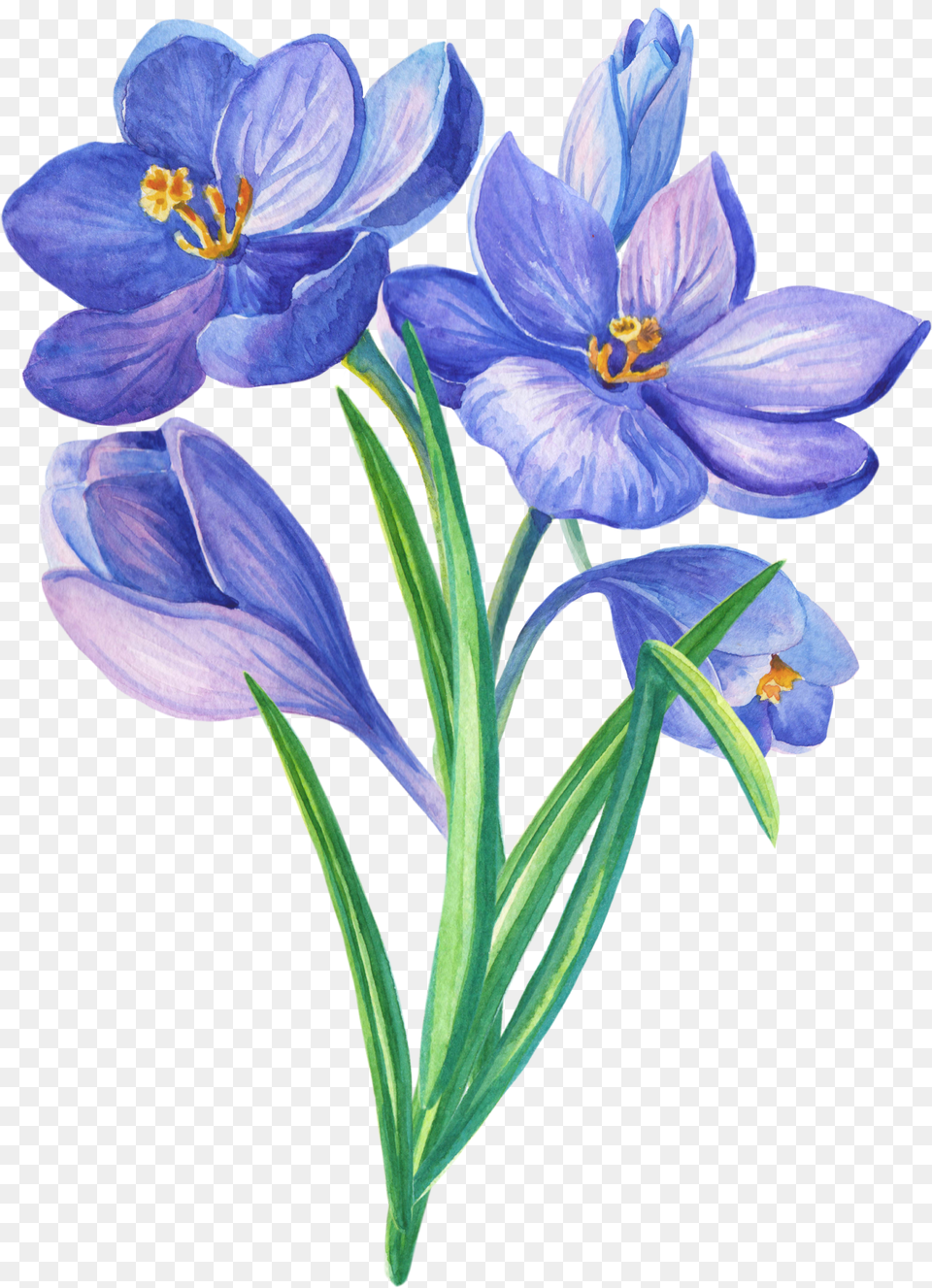 Blue Flowers Drawing, Anther, Flower, Plant, Iris Free Transparent Png