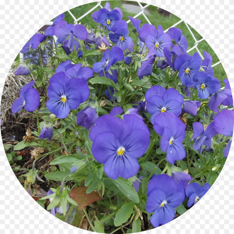 Blue Flowers Pansy Free Png Download