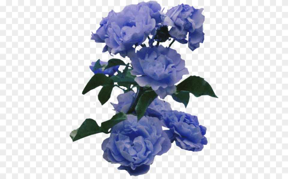 Blue Flowers Tumblr 3 Periwinkle Rose, Flower, Geranium, Plant, Carnation Png Image