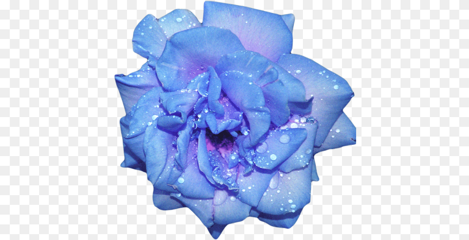 Blue Flowers Tumblr 6 Image Blue And Purple Aesthetic, Flower, Plant, Rose, Geranium Png