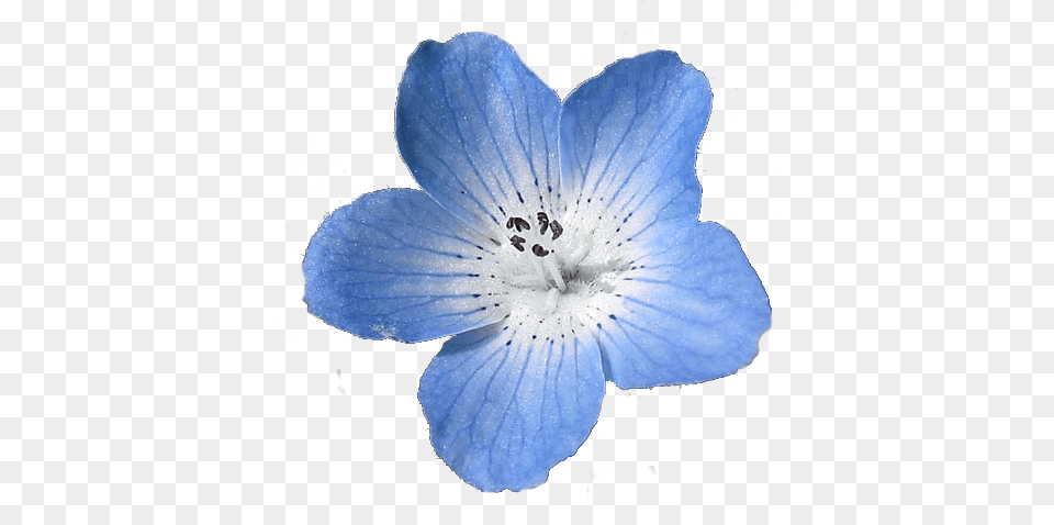 Blue Flowers Tumblr Baby Blue Eyes Flower, Anemone, Anther, Petal, Plant Free Transparent Png