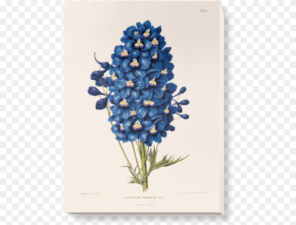 Blue Flowers Vintage Illustrations, Flower, Plant, Flower Arrangement, Geranium Png Image