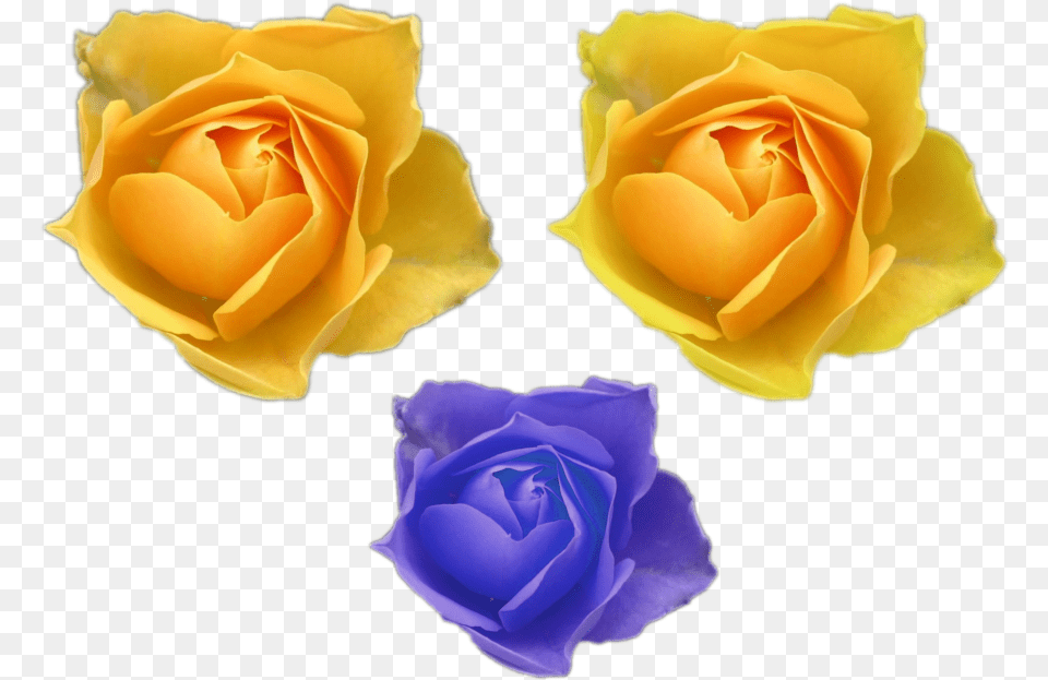 Blue Golden Yellow Color Flower Roses Files For Garden Roses, Petal, Plant, Rose Png