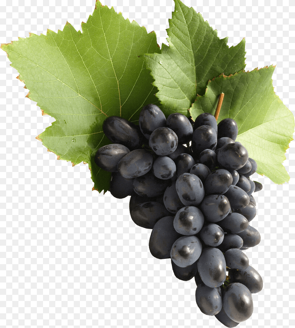 Blue Grape, Food, Fruit, Grapes, Plant Png