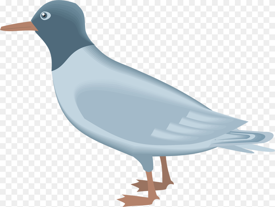 Blue Gull Clipart, Animal, Bird, Seagull, Waterfowl Free Png