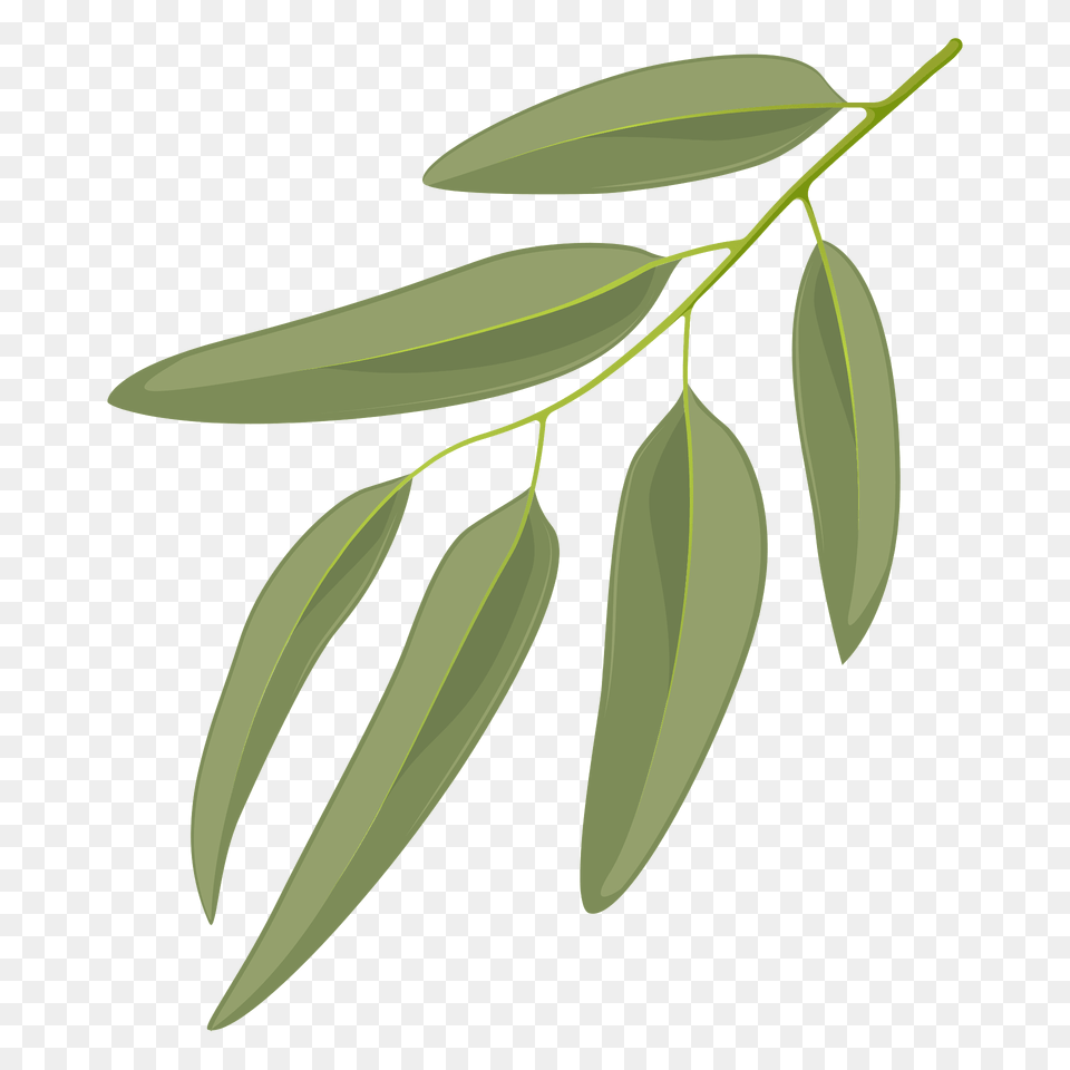Blue Gum Leaf Clipart, Herbal, Herbs, Plant, Tree Free Png Download