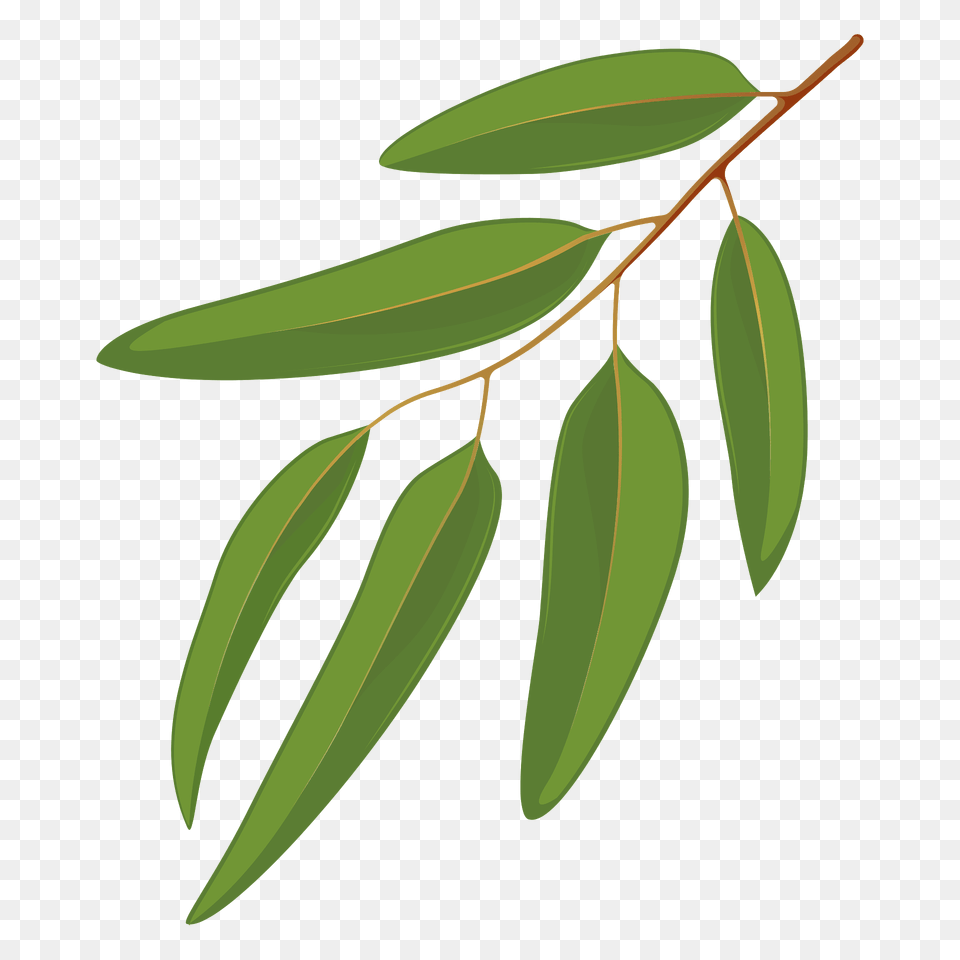 Blue Gum Leaf Clipart, Plant, Tree, Vegetation, Annonaceae Png